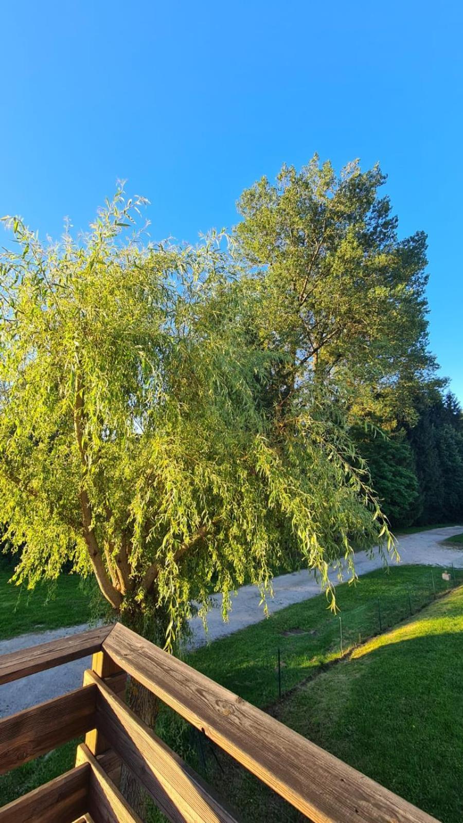 Sous Le Saule Lägenhet Nods Exteriör bild